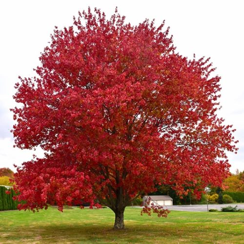 Red Maple | Acer rubrum