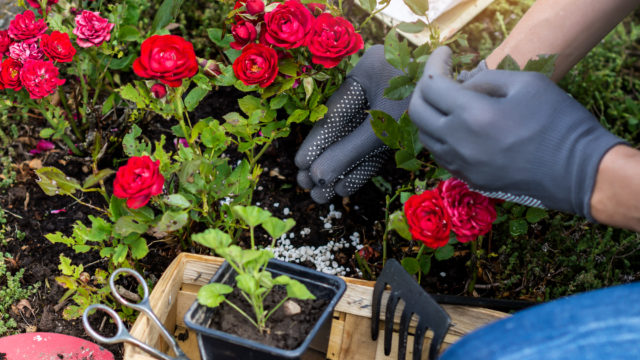 Red roses with gardeners hands