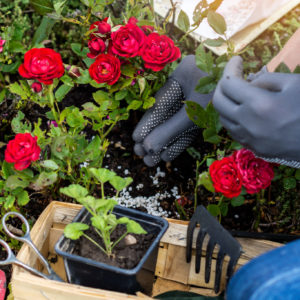Red roses with gardeners hands