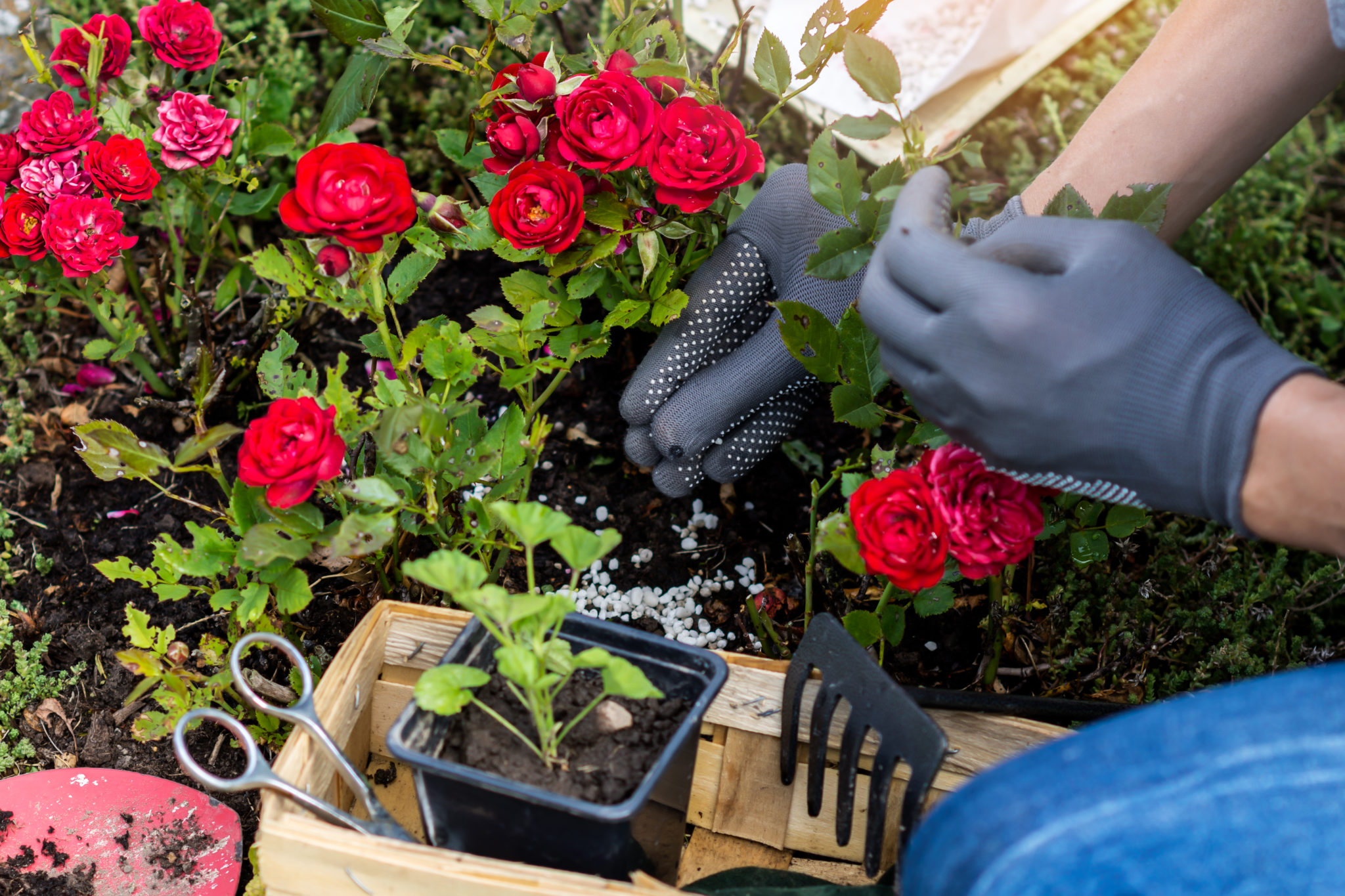 Чем подкормить розы зимой. Розы на даче. Розы в контейнерах. Розы в саду фото. Маленький горшечные розы в саду.
