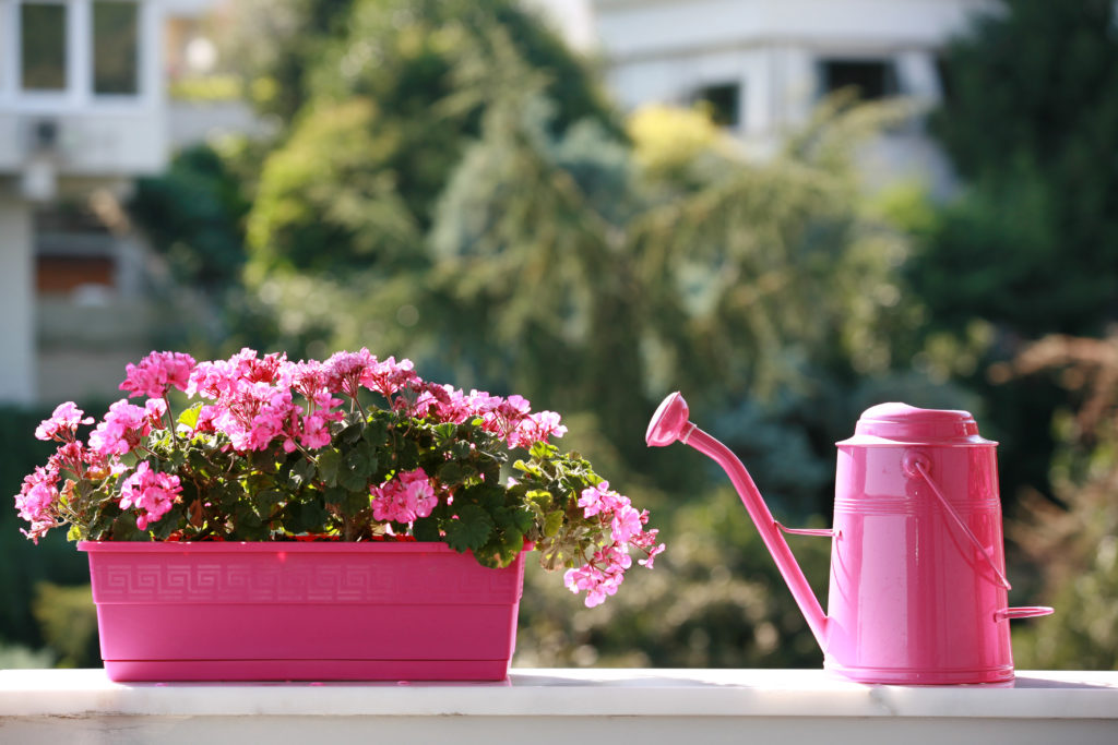 Pink azaleas with pink watering can