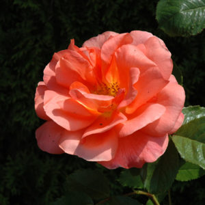 Above All Rose | Rosa 'CHEwesic'