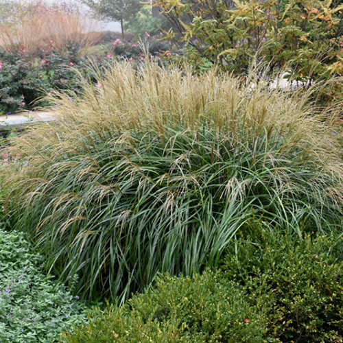 Adagio Maiden Grass | Miscanthus sinensis 'Adagio'