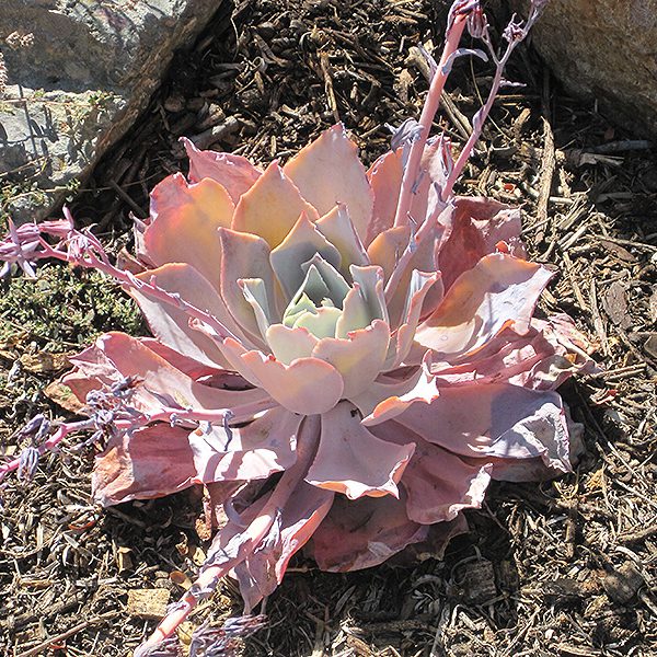 Afterglow Echeveria Buchanans Native Plants