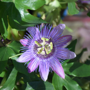 Amethyst Passion Flower | Passiflora 'Amethyst'