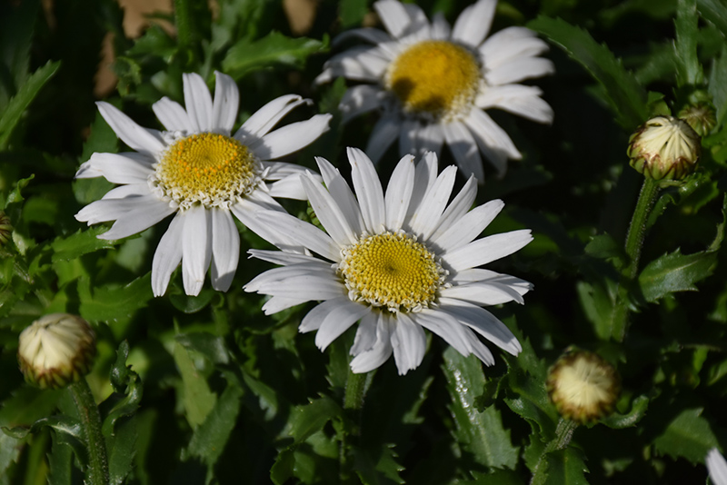 8 Daisy  Urban Herbology