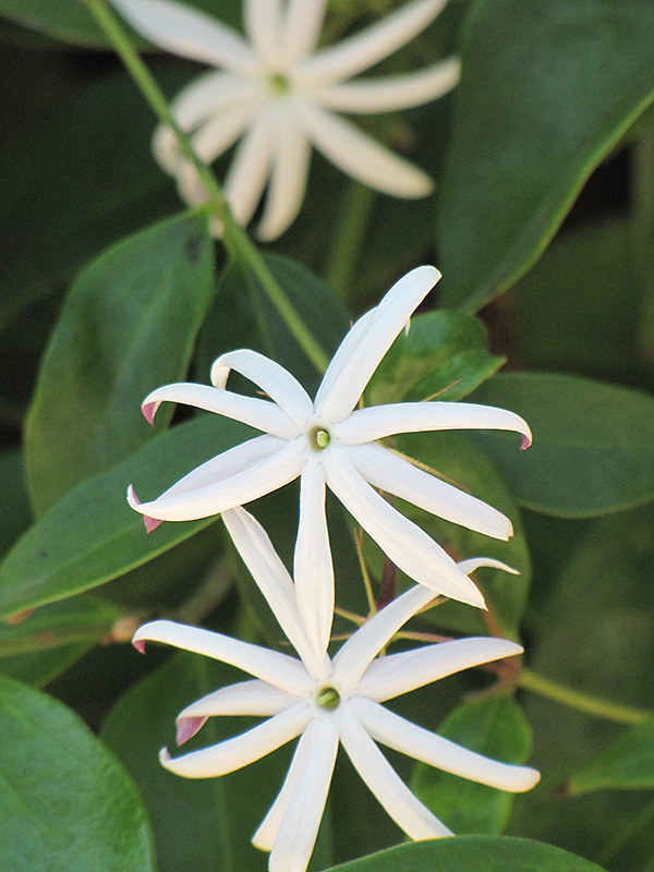 Angel Wing Jasmine - Buchanan's Native Plants