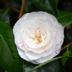 April Dawn Camellia | Camellia japonica 'April Dawn'