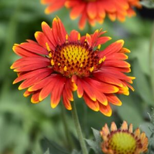 Arizona Red Shades Blanket Flower | Gaillardia x grandiflora 'Arizona Red Shades'