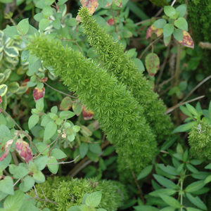 Asparagus Fern | Asparagus densiflorus