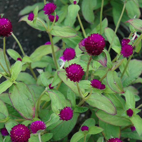 Audray Purple Red Gomphrena | Gomphrena 'Audray Purple Red'