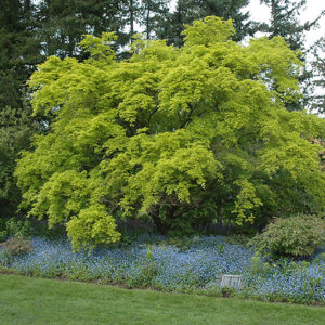 Aureum Japanese Maple | Acer palmatum 'Aureum'