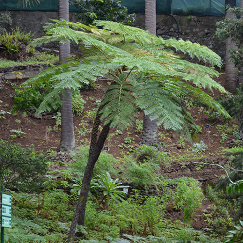 Australian Tree Fern | Cyathea cooperi