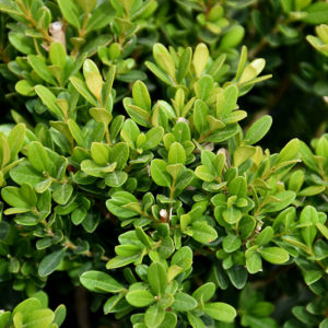 Baby Jade™ Boxwood | Buxus microphylla 'Grejade'