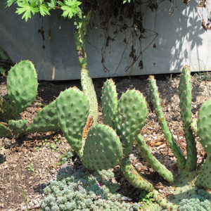 Beavertail Prickly Pear Cactus | Opuntia basilaris