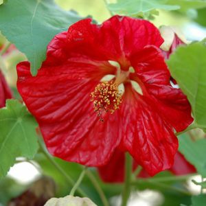 Bella Red Flowering Maple | Abutilon 'Bella Red'