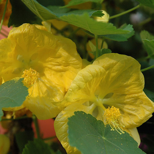 Bella Yellow Flowering Maple | Abutilon 'Bella Yellow'