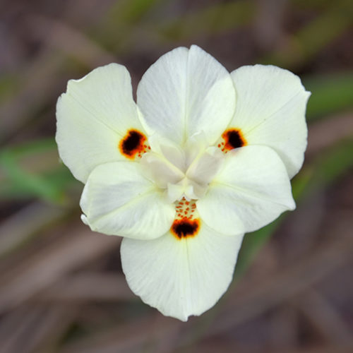 Bicolor African Iris | Moraea bicolor