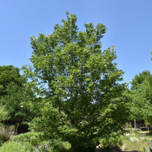 Bigtooth Maple | Acer grandidentatum