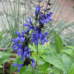 Black And Blue Anise Sage | Salvia guaranitica 'Black And Blue'