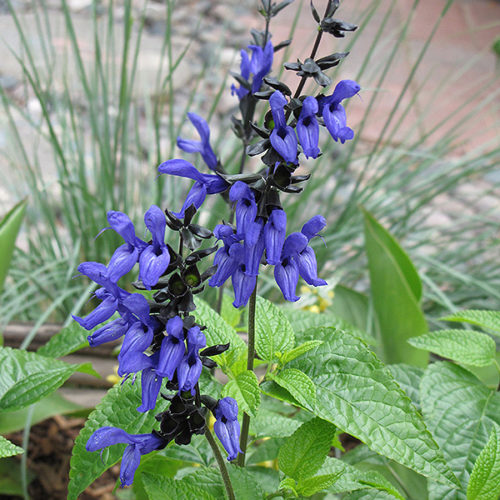 Black And Blue Anise Sage | Salvia guaranitica 'Black And Blue'
