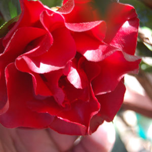 Black Magic Camellia | Camellia japonica 'Black Magic'