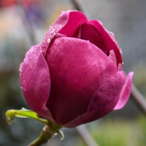 Black Tulip Magnolia | Magnolia 'Black Tulip'