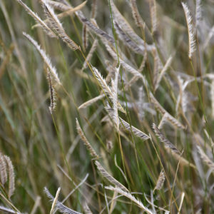 Blonde Ambition Blue Grama Grass | Bouteloua gracilis 'Blonde Ambition'