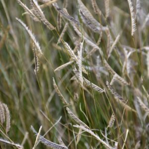 Blonde Ambition Blue Grama Grass | Bouteloua gracilis 'Blonde Ambition'