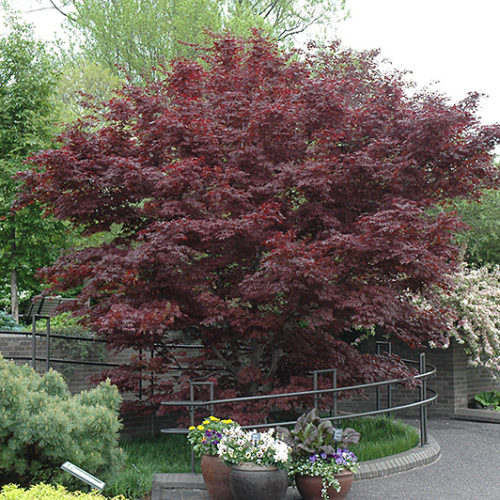 Bloodgood Japanese Maple | Acer palmatum 'Bloodgood'