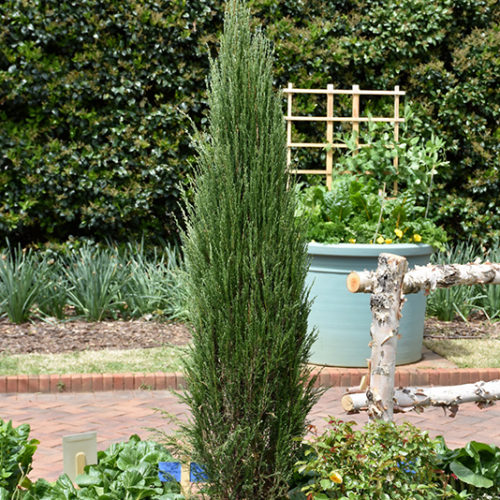 Blue Arrow Juniper | Juniperus scopulorum 'Blue Arrow'