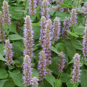 Blue Fortune Anise Hyssop | Agastache 'Blue Fortune'