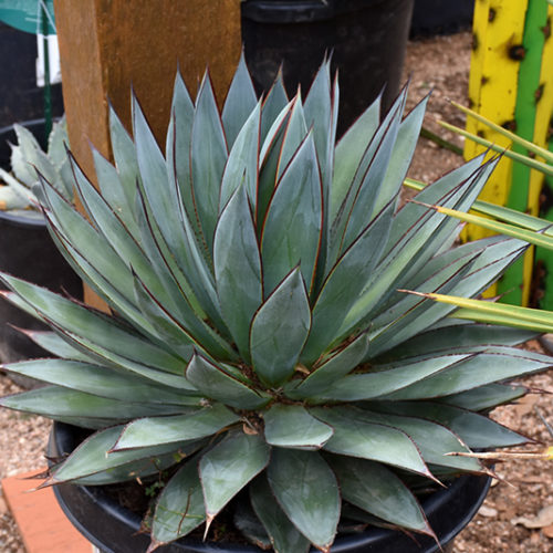 Blue Glow Agave | Agave 'Blue Glow'
