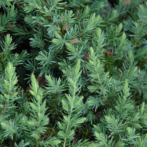 Blue Pacific Shore Juniper | Juniperus conferta 'Blue Pacific'