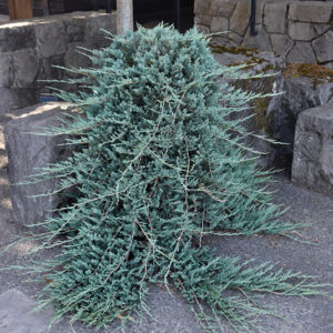 Blue Rug Juniper | Juniperus horizontalis 'Wiltonii'