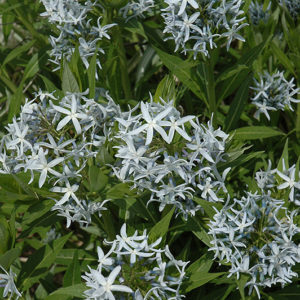 Blue Star Flower | Amsonia tabernaemontana
