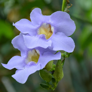 Blue Trumpet Vine | Thunbergia grandiflora