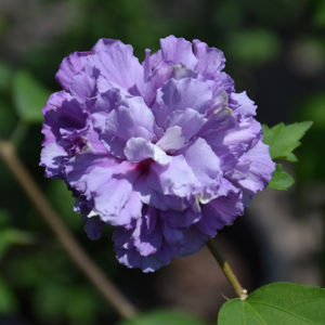 Blueberry Smoothie™ Rose of Sharon | Hibiscus syriacus 'DS01BS'