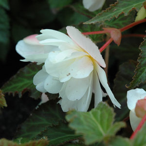 Breezy White Begonia | Begonia 'Breezy White'