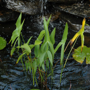 Broadleaf Arrowhead | Sagittaria latifolia