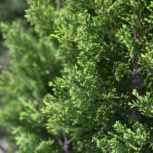 Brodie Redcedar | Juniperus virginiana 'Brodie'