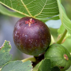 Brown Turkey Fig | Ficus carica 'Brown Turkey'