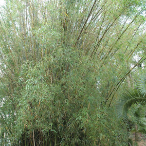 Buddha's Belly Bamboo | Bambusa ventricosa