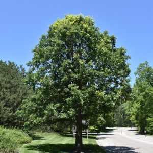 Bur Oak | Quercus macrocarpa