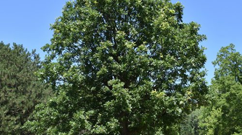 Bur Oak | Quercus macrocarpa