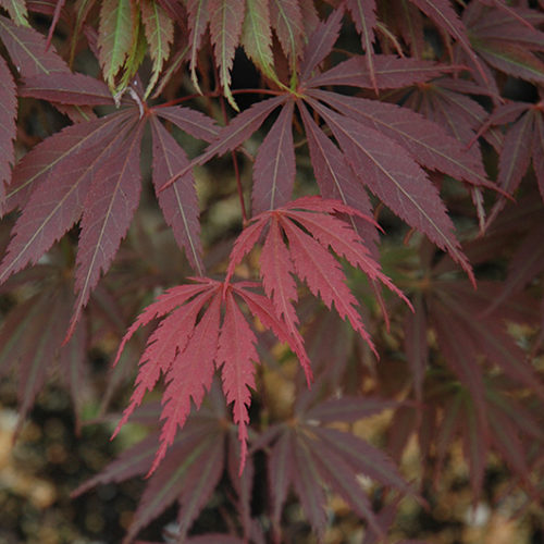 Burgundy Lace Japanese Maple | Acer palmatum 'Burgundy Lace'