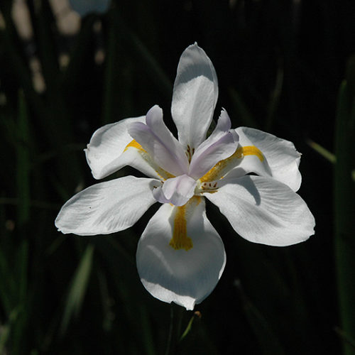 Butterfly African Iris | Dietes iridioides 'Butterfly'