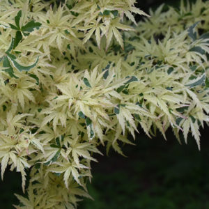 Butterfly Variegated Japanese Maple | Acer palmatum 'Butterfly'