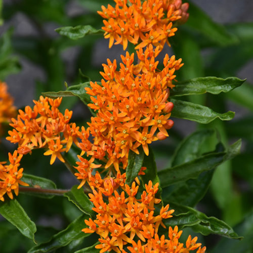 Butterfly Weed | Asclepias tuberosa