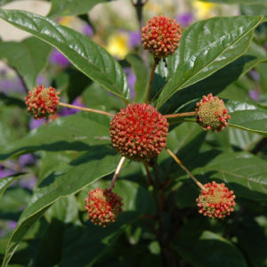 Button Bush | Cephalanthus occidentalis